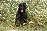 BEAUCERON 051